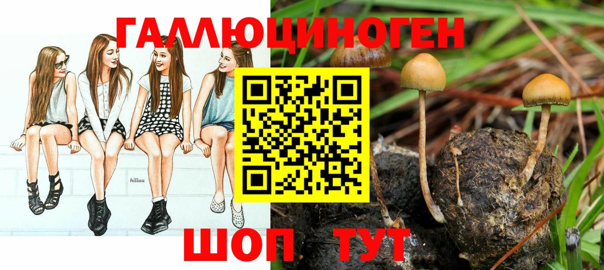 Псилоцибиновые грибы Psilocybe Черкесск